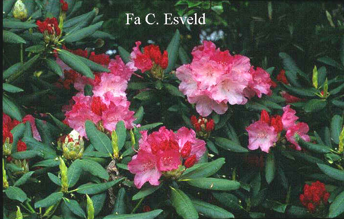 Rhododendron 'Idomeneo'