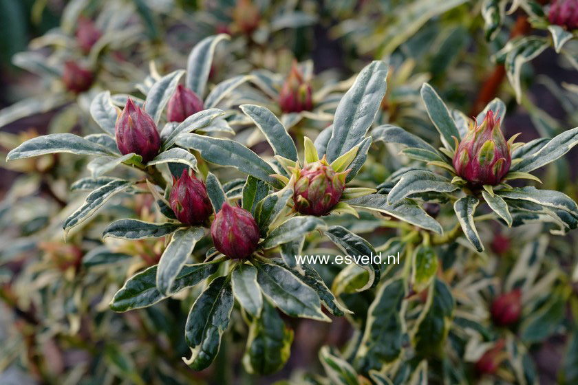 Rhododendron 'Japanese Silver'