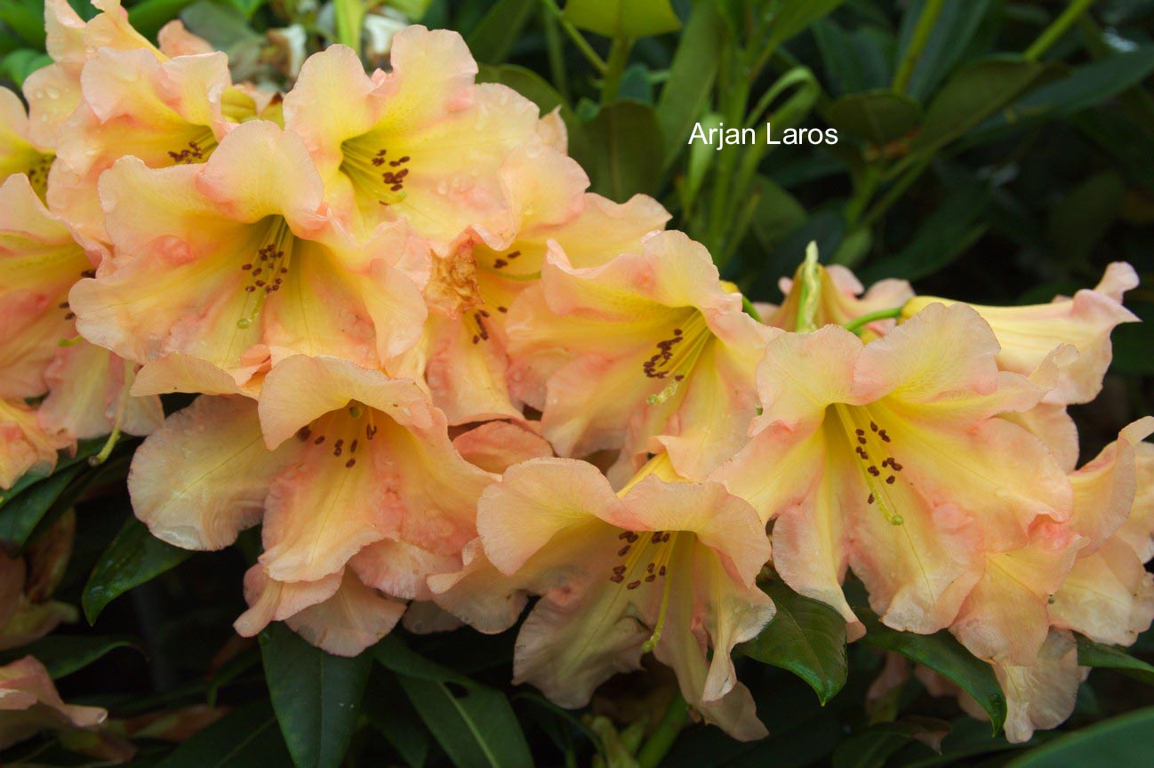 Rhododendron 'King of Shrubs'
