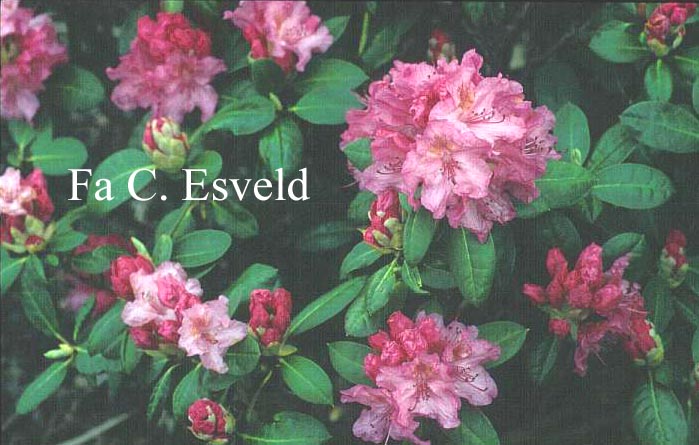 Rhododendron 'Kristina'