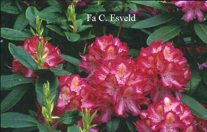 Rhododendron 'Lausitz'