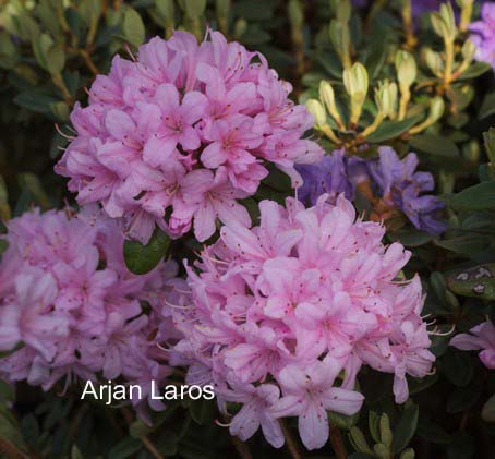 Rhododendron 'Lilian Harvey'