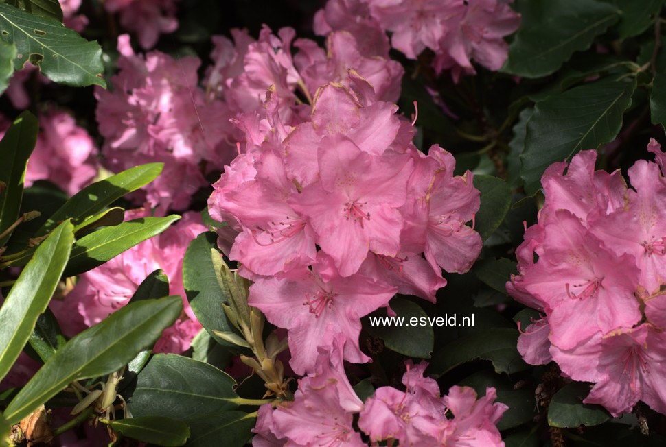 Rhododendron 'Lumina'