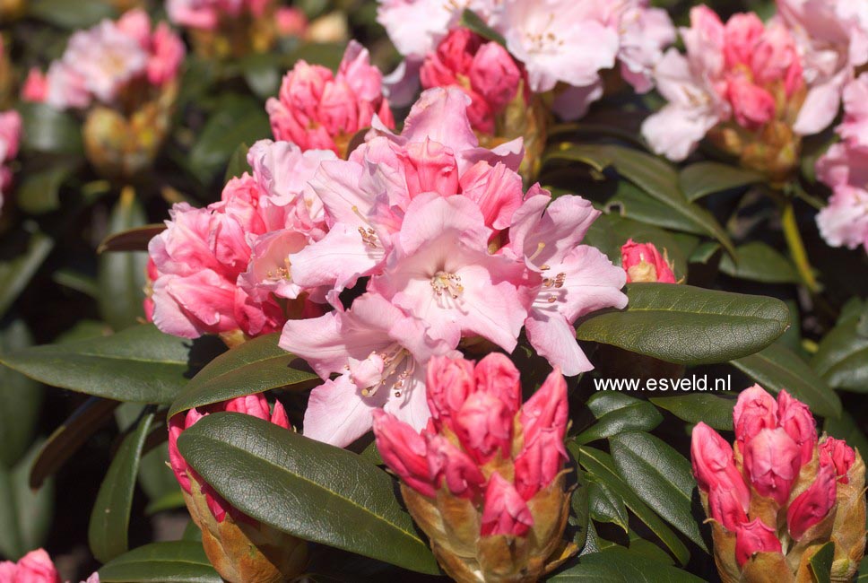 Rhododendron 'Mardi Gras'