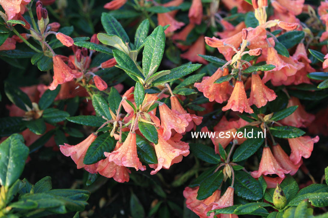 Rhododendron 'Medusa'