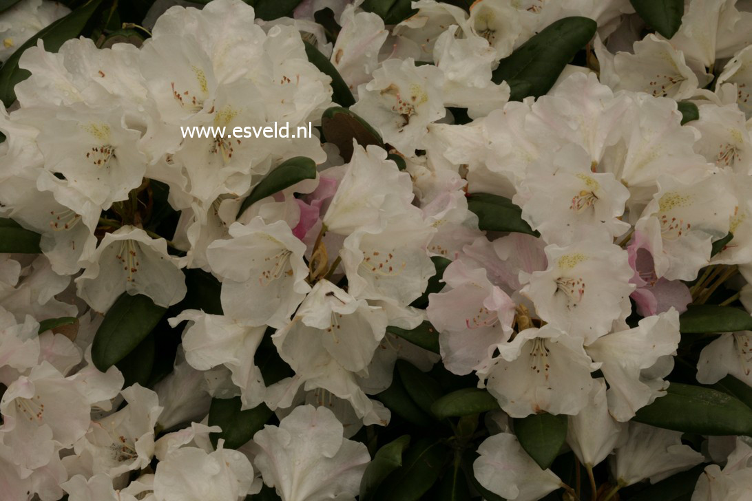 Rhododendron 'Mist Maiden'