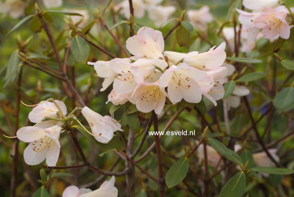 Rhododendron 'Mondschein'