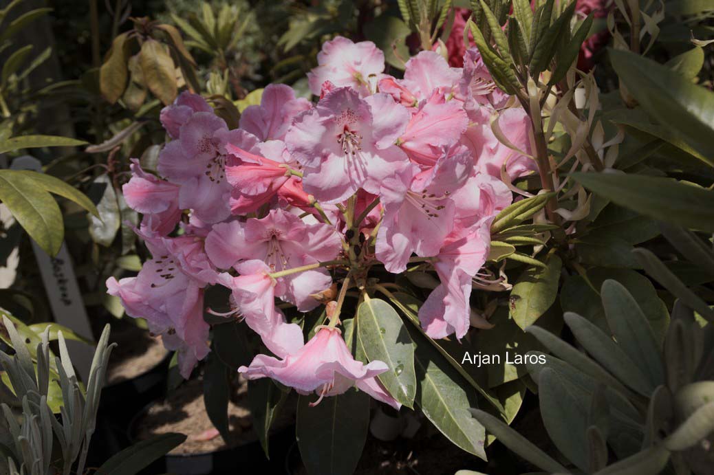 Rhododendron 'Mrs. Charles Pearson'