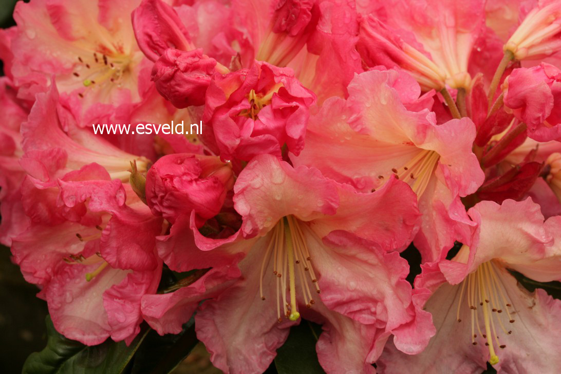 Rhododendron 'Naselle'