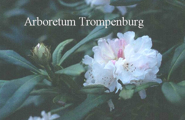 Rhododendron 'Nobleanum Venustum'