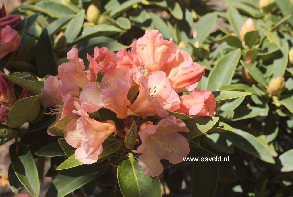Rhododendron 'Olga'