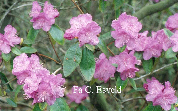 Rhododendron 'P.J. Mezitt'