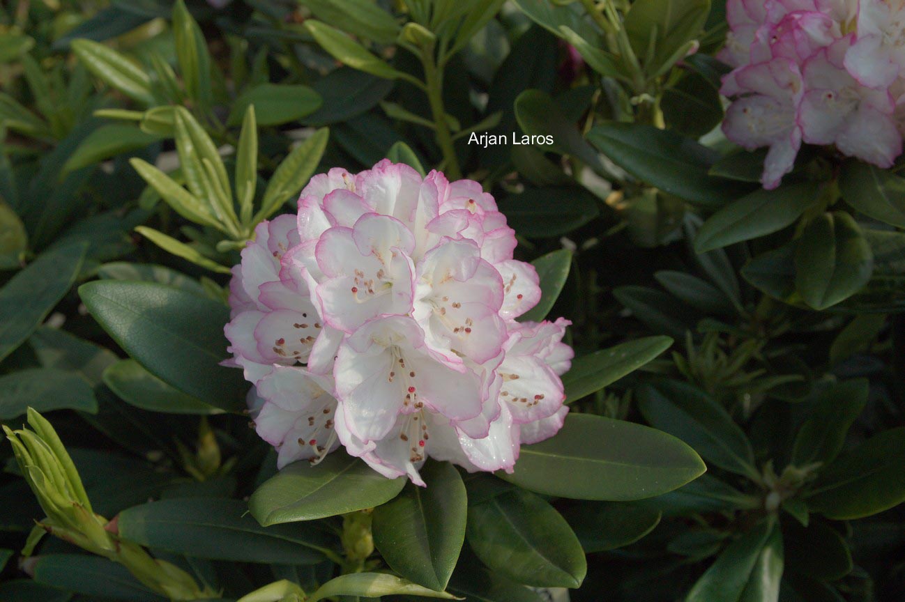 Rhododendron 'Picotee'