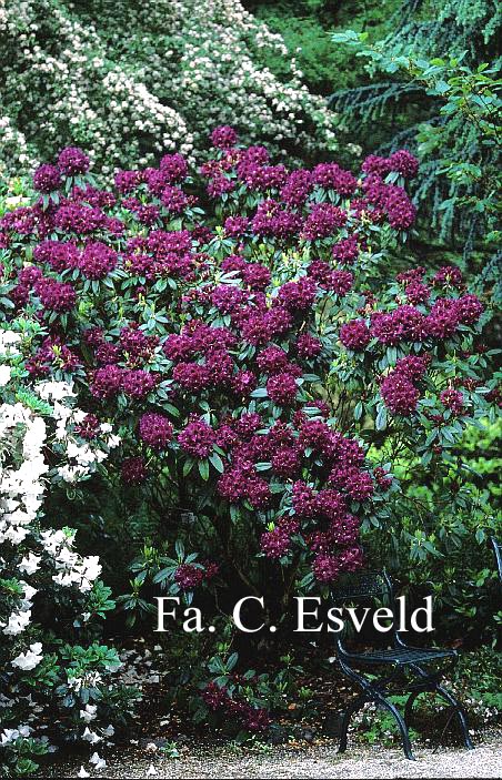 Rhododendron 'Purple Splendour'