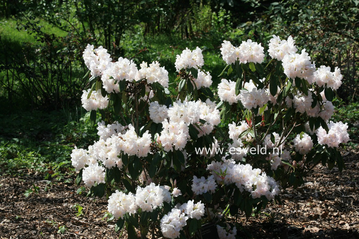 Rhododendron 'Queen Anne'