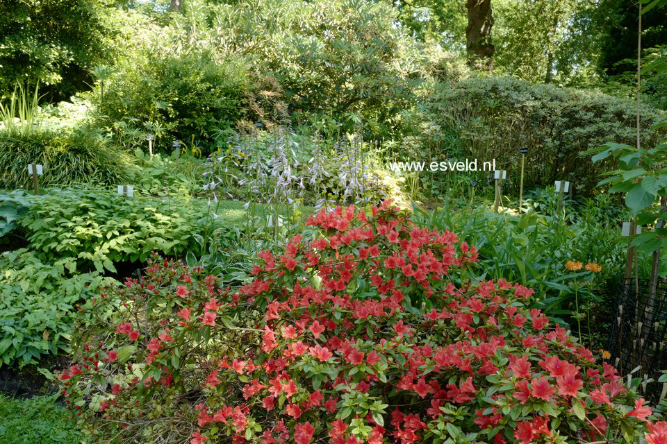 Rhododendron 'Red Fountain'