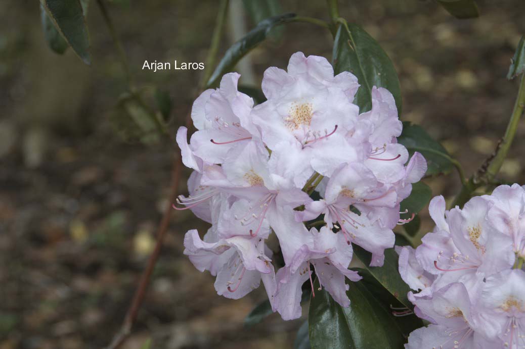 Rhododendron 'Redwood'