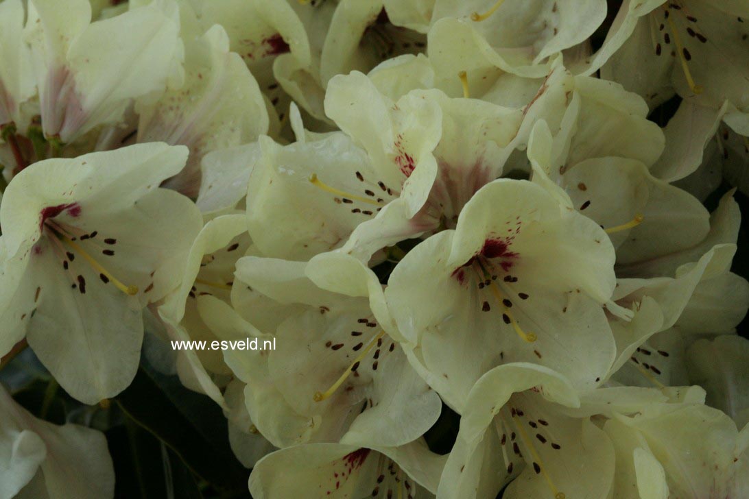 Rhododendron 'Rudolf Heinemann'