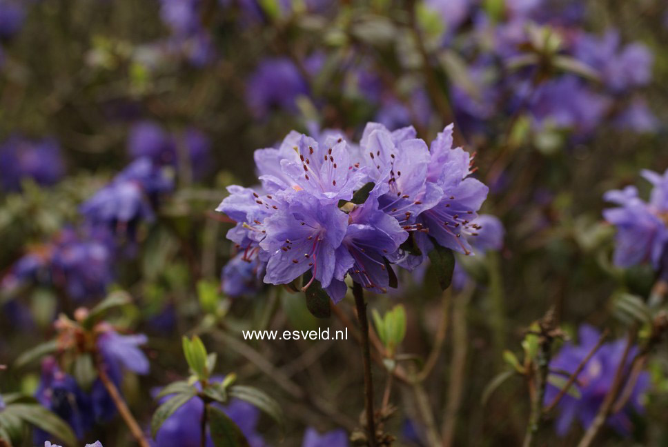 Rhododendron 'Russautinii'