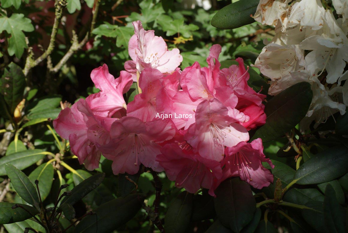Rhododendron 'Santana'