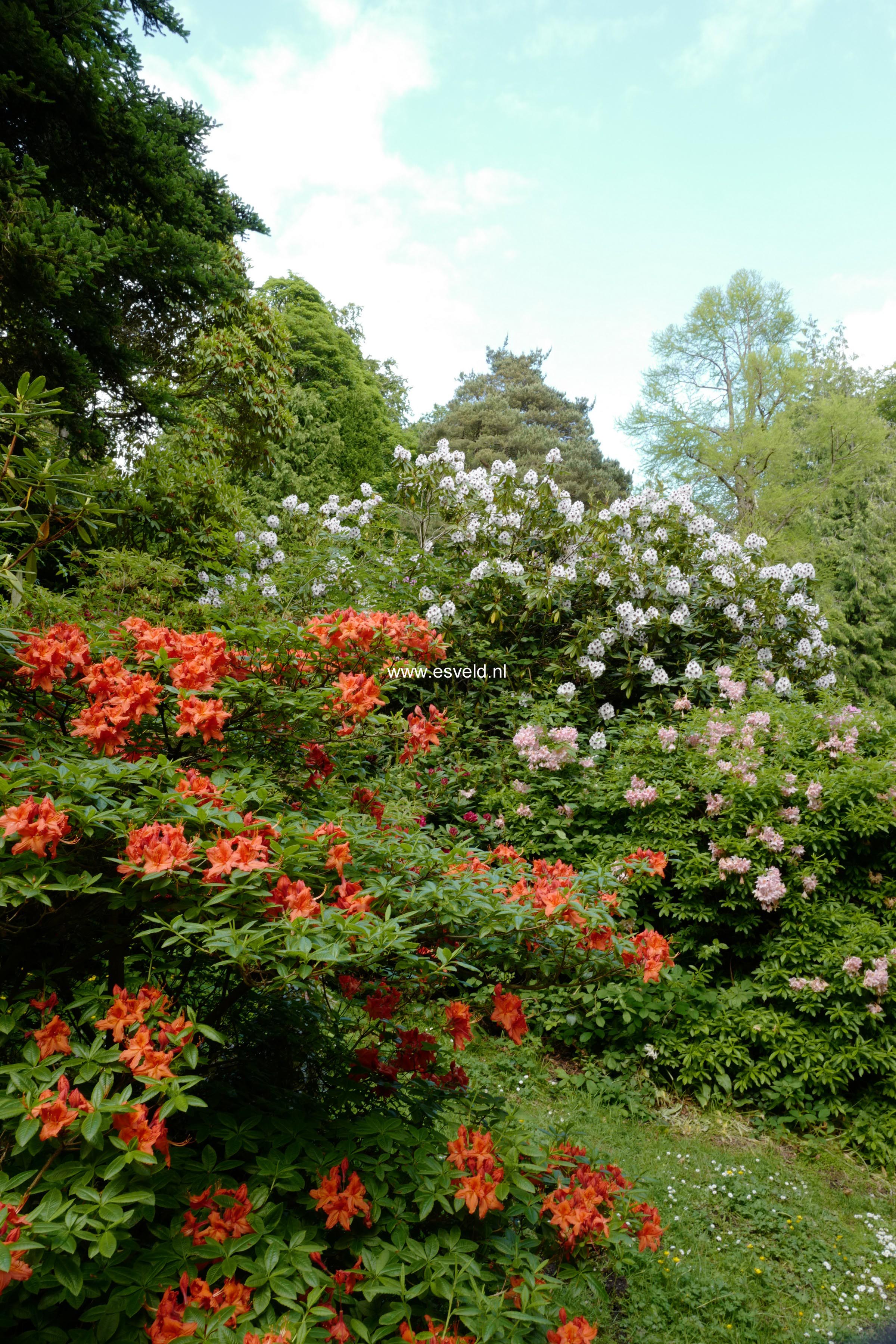 Rhododendron 'Sappho'