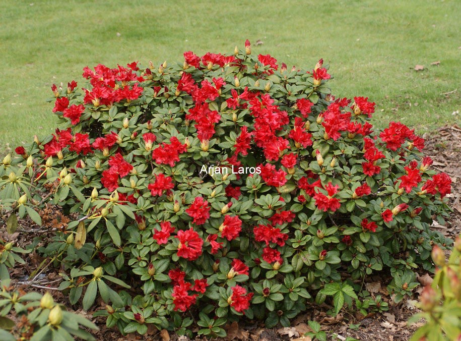 Rhododendron 'Scarlet Wonder'