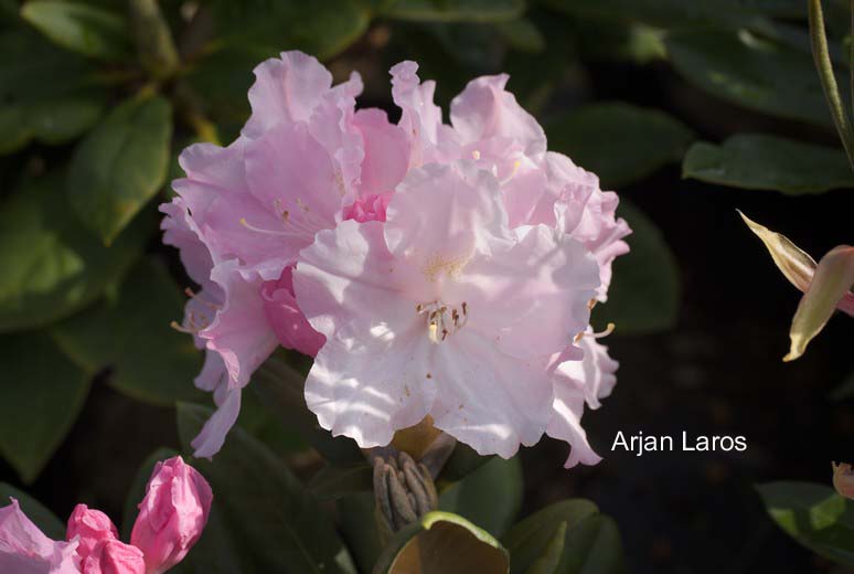 Rhododendron 'Schlaraffia'
