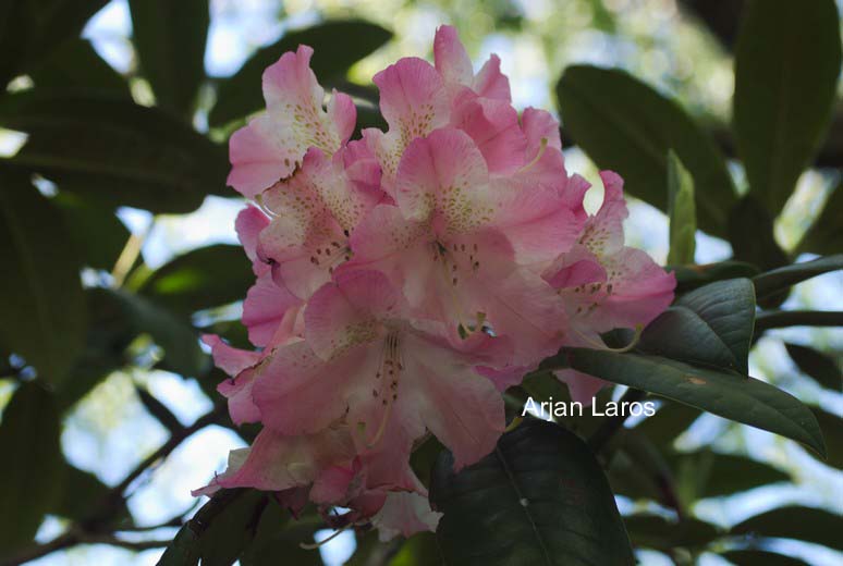 Rhododendron 'Seestadt Bremerhaven'