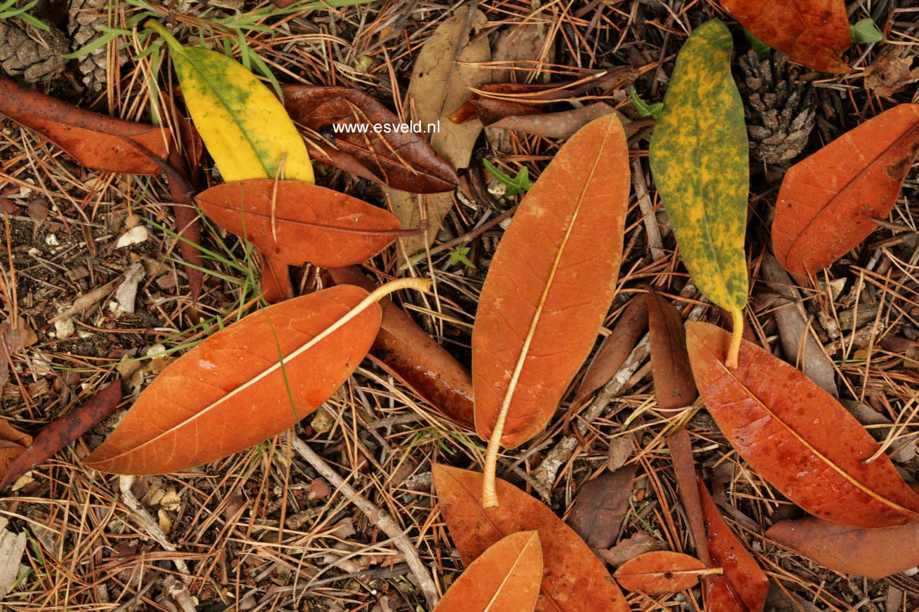 Rhododendron 'Sir Charles Lemon'