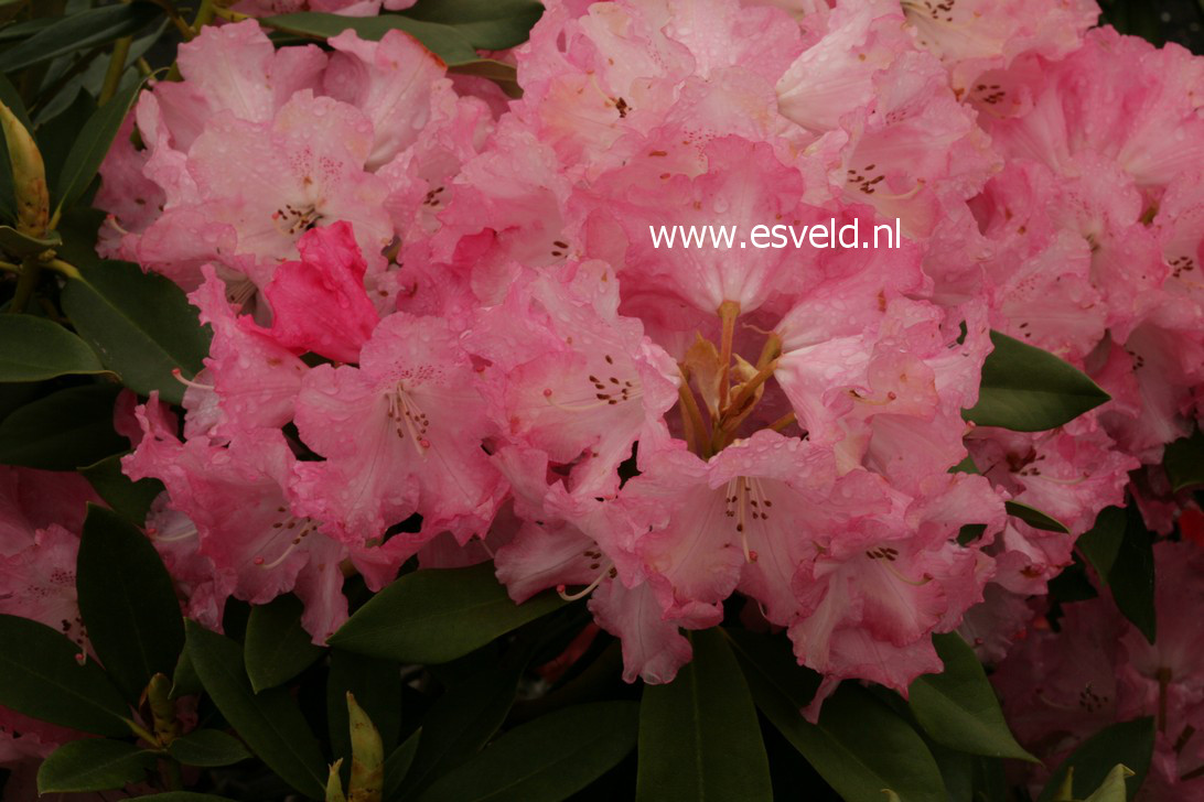 Rhododendron 'Solidarity'