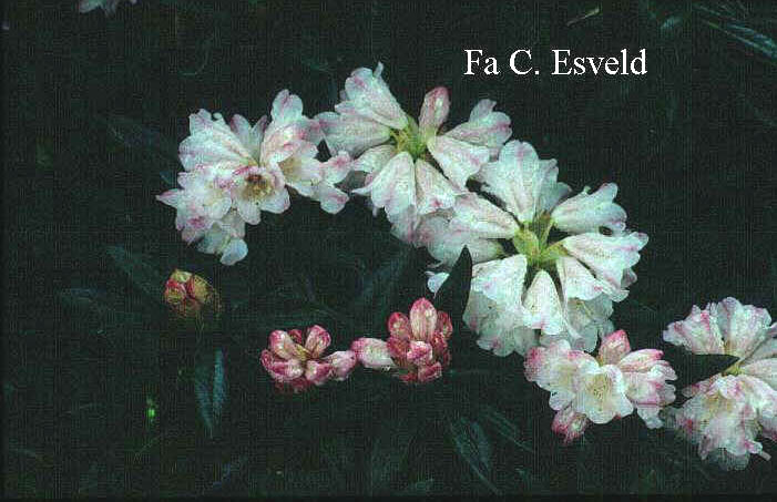 Rhododendron 'Streatley'