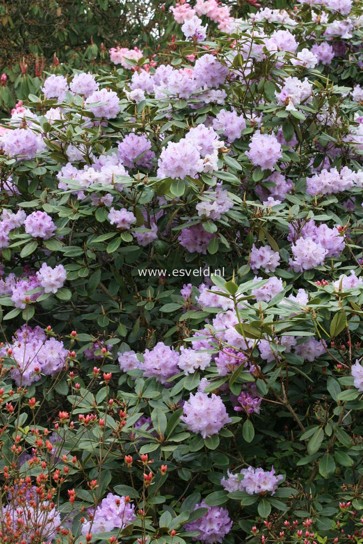 Rhododendron 'Susan'