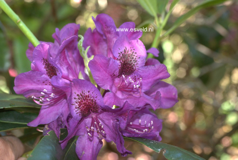 Rhododendron 'Tamarindos'