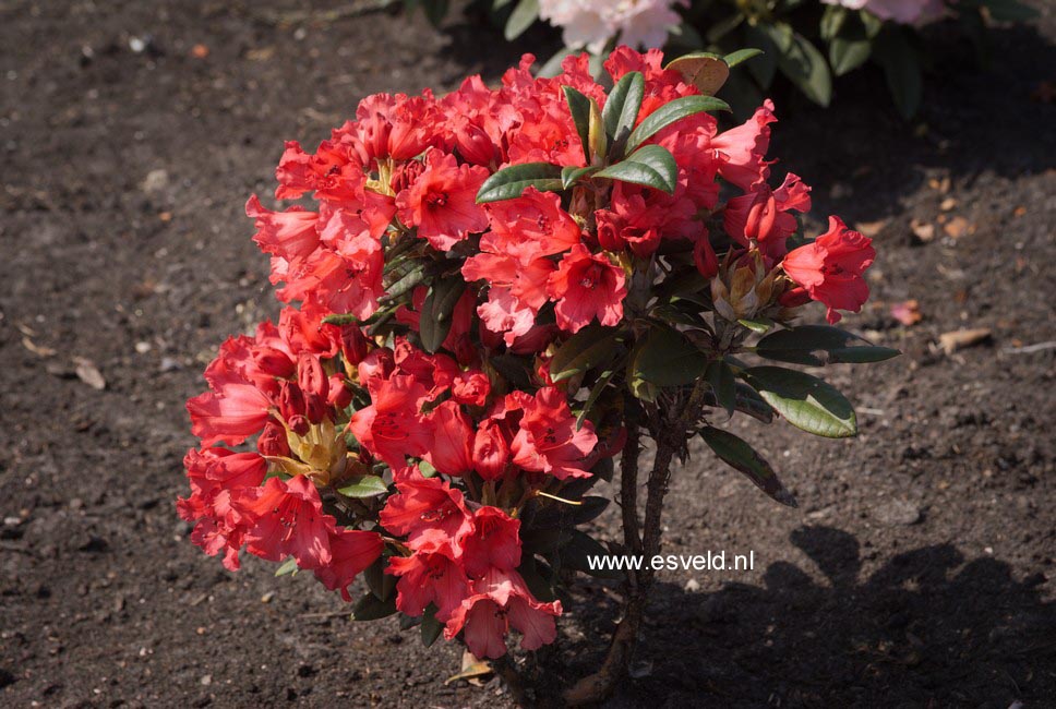 Rhododendron 'Titian Beauty'