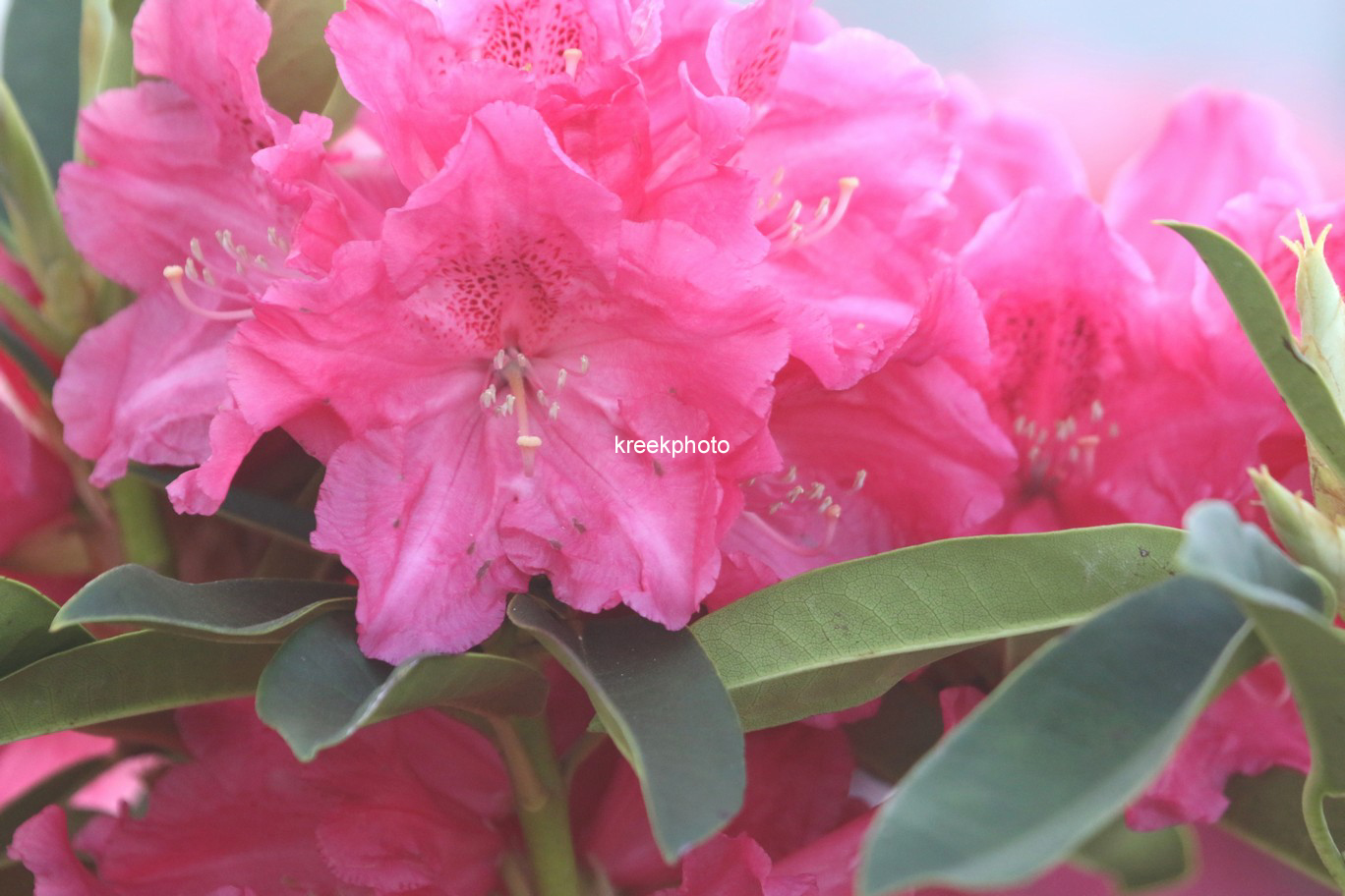 Rhododendron 'Unknown Warrior'