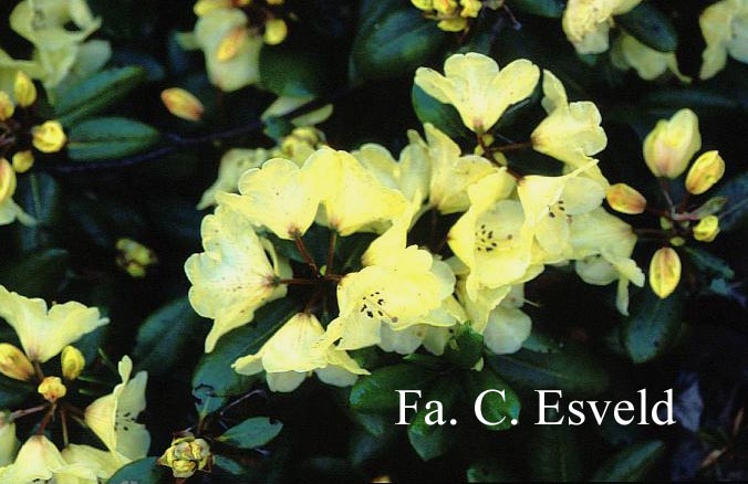 Rhododendron 'Walter Schmalscheidt'