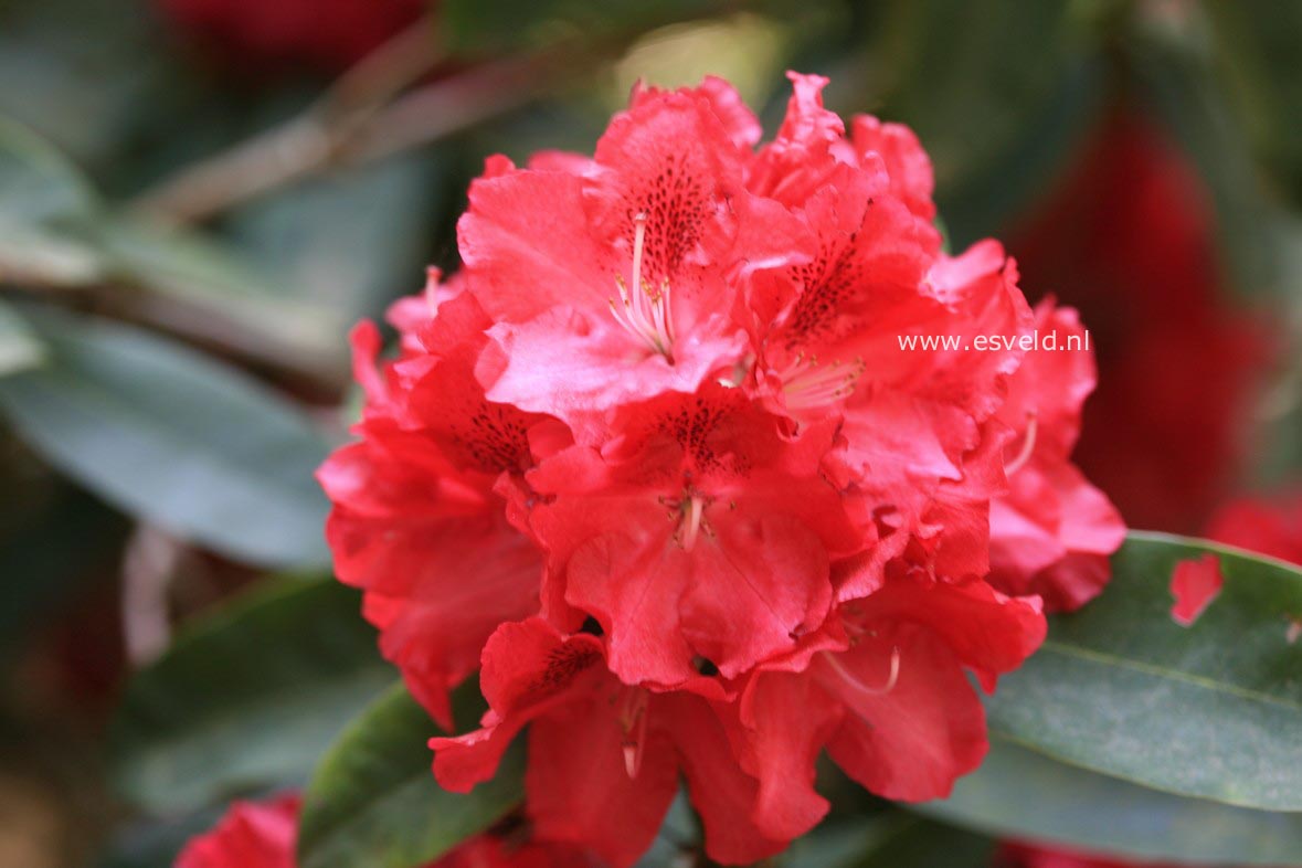 Rhododendron 'Wilgens Ruby'