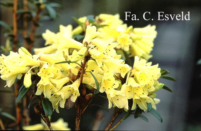 Rhododendron 'Yellow Hammer'