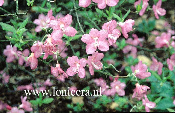 Rhododendron albrechtii