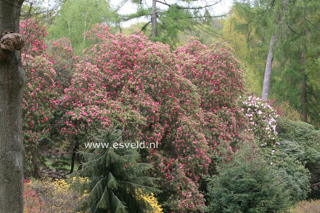 Rhododendron arboreum