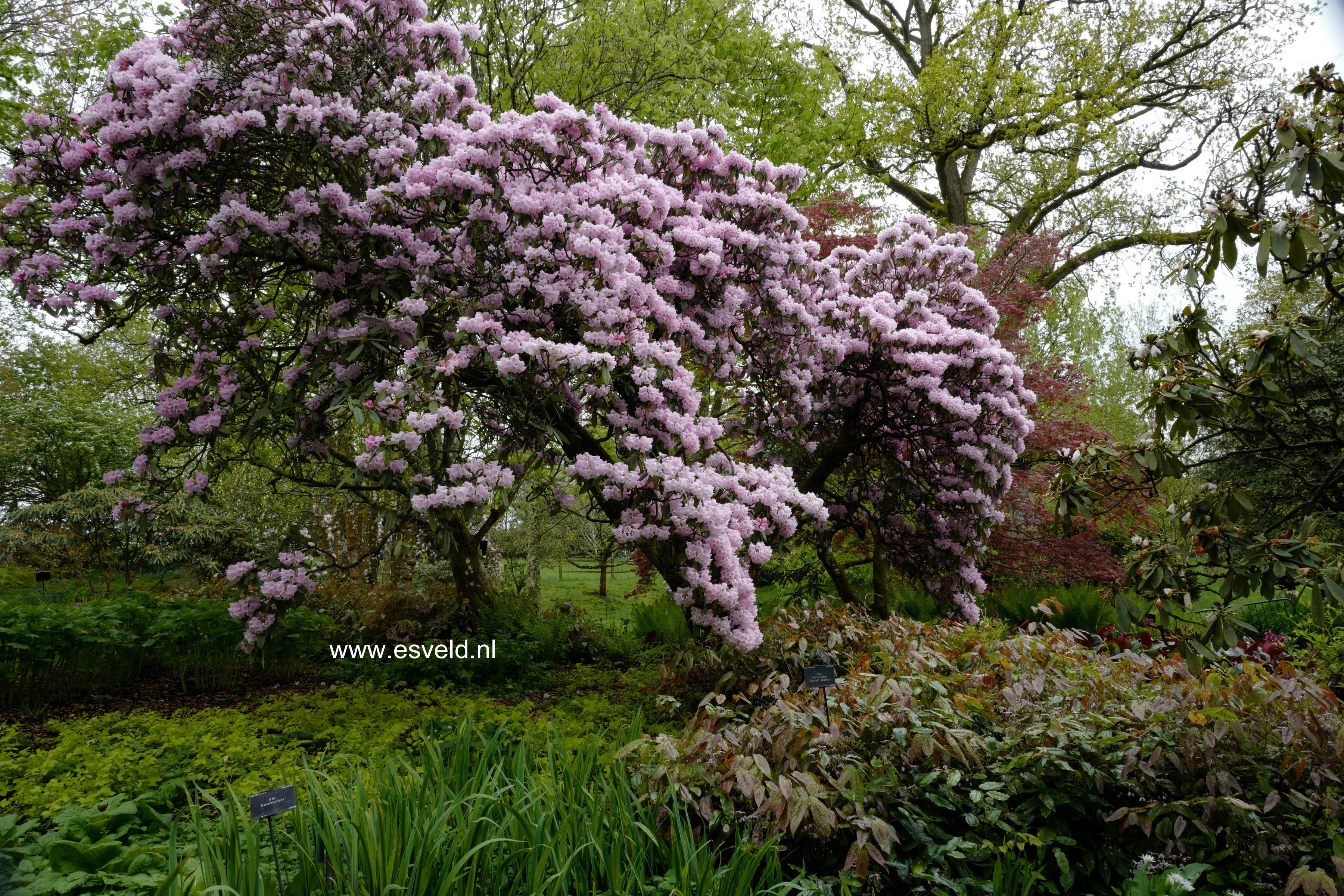 Rhododendron argyrophyllum