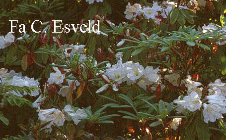 Rhododendron auriculatum