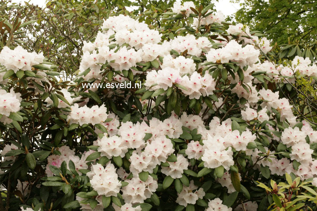 Rhododendron bureavioides