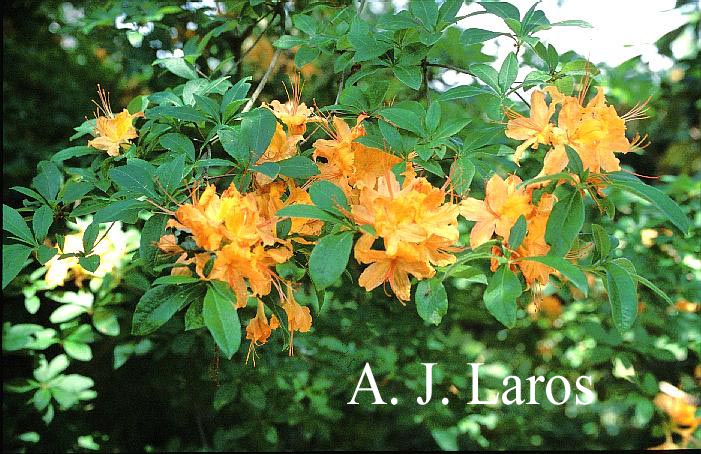 Rhododendron calendulaceum