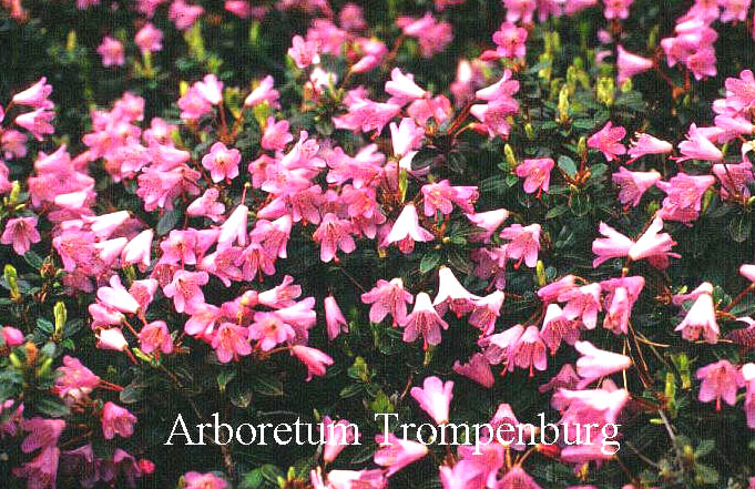 Rhododendron campylogynum