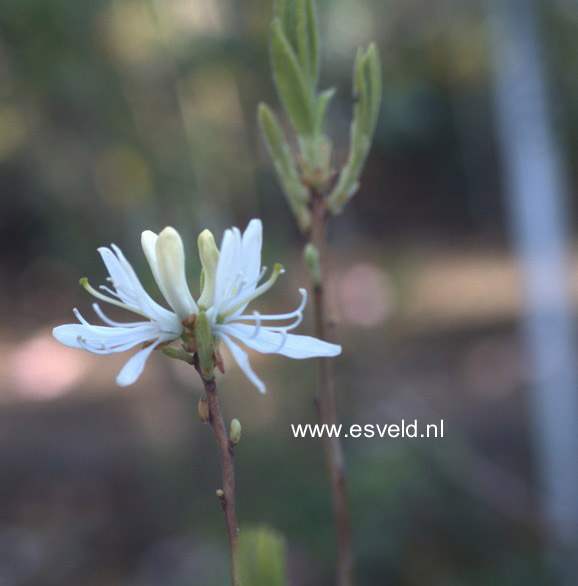 Rhododendron canadense 'Album'