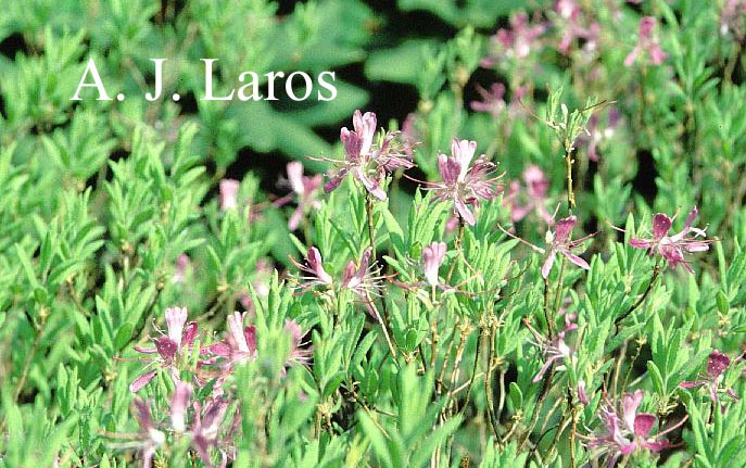 Rhododendron canadense