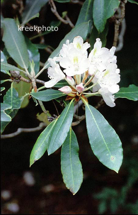 Rhododendron catawbiense
