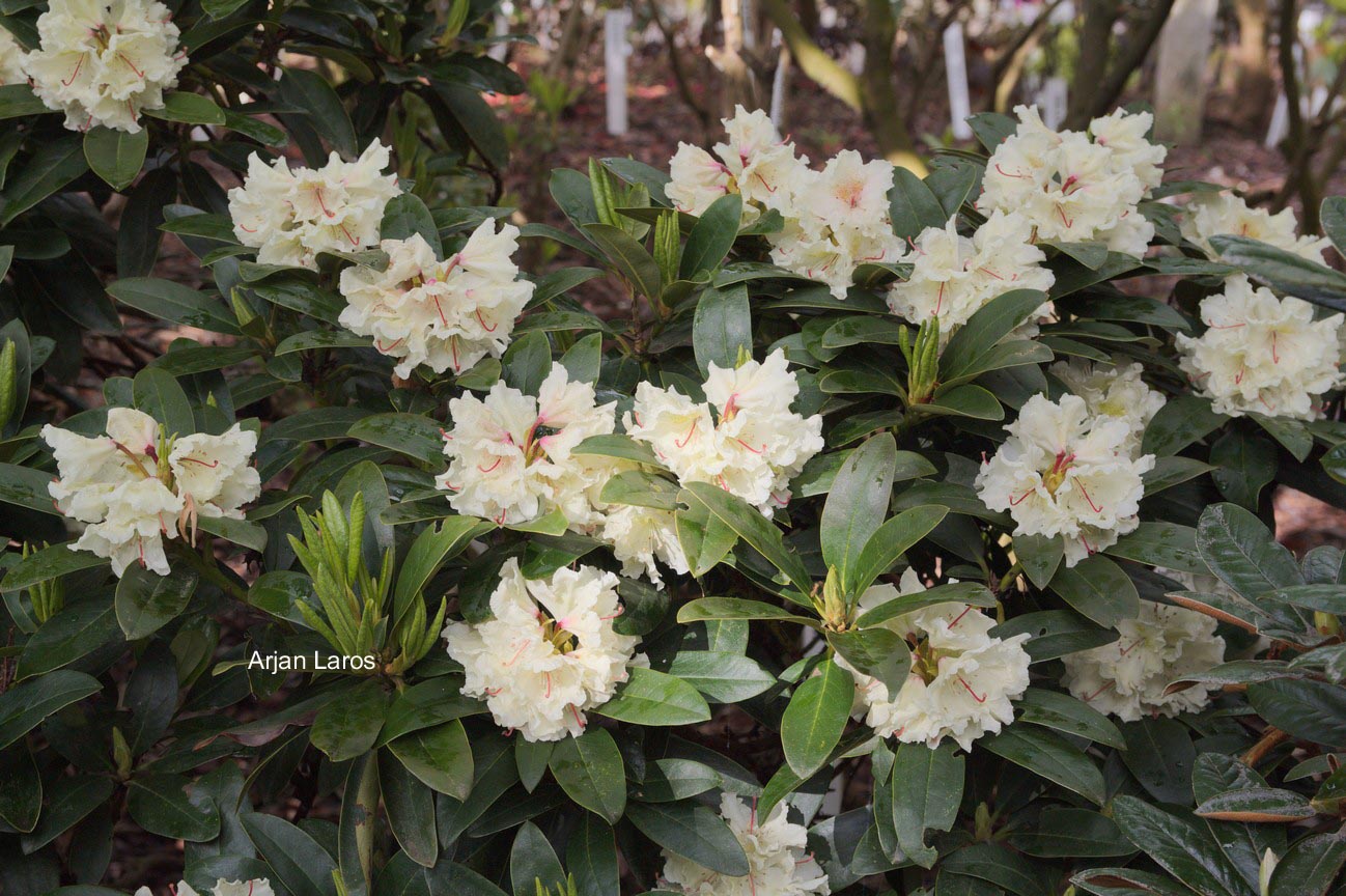 Rhododendron caucasicum