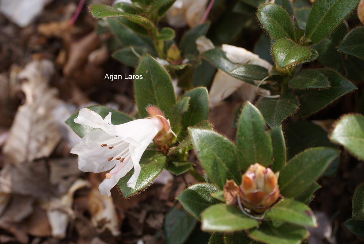 Rhododendron ciliatum